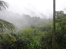 El Yunque Puerto Rico | Tropical Rain Forest El Yunque