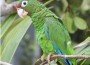 Puerto_Rican_Parrot02 Puerto_Rican_Parrot02