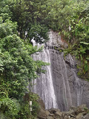 El Yunque Puerto Rico | Tropical Rain Forest El Yunque