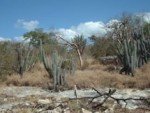 guanicabig