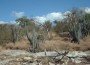 guanicabig