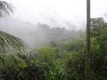El Yunque Rain Forest Puerto Rico