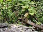 Puerto Rico El Yunque Rain Forest