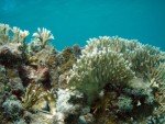 Puerto Rico Reef