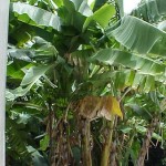 roadside banana plant