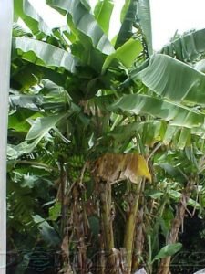 roadside banana plant