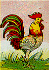 Las Peleas de Gallos en Puerto Rico Las Peleas de Gallos en Puerto Rico