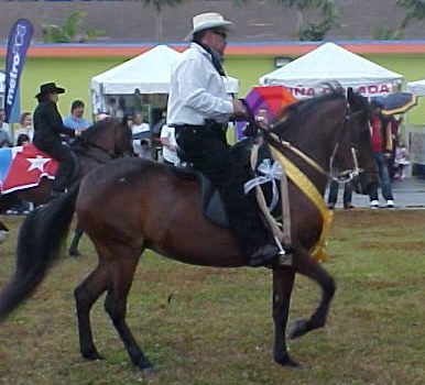Paso Fino Horses – Puerto Rico Paso Fino Paso Fino Horses – Puerto Rico Paso Fino