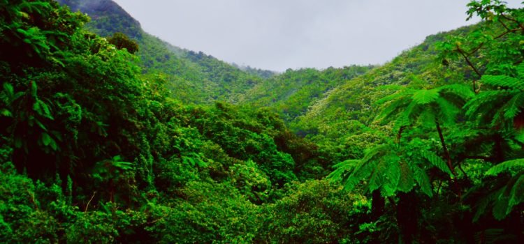 Hidden Gems of Puerto Rico — 5 Off-the-Track Attractions to Visit Hidden Gems of Puerto Rico — 5 Off-the-Track Attractions to Visit