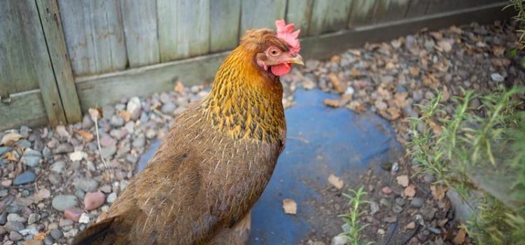 What to know about raising chickens in Puerto Rico What to Know About Raising Chickens in Puerto Rico