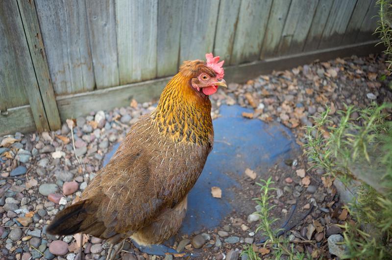 What to know about raising chickens in Puerto Rico
