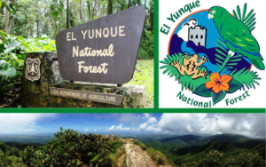el Yunque Rain Forest