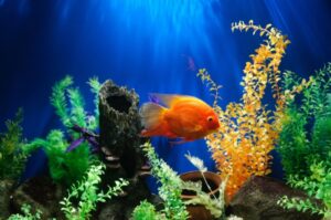 Tips for creating a beautiful feature aquarium