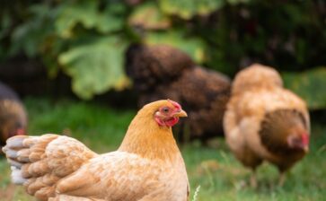 Tips for raising healthy chickens in your backyard