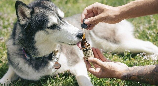 CBD for pets – All you need to know