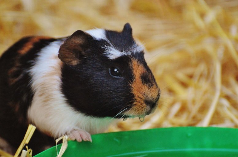 Quick ways to cool down an overheated guinea pig