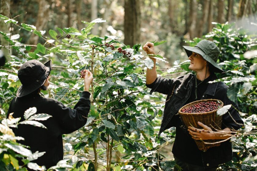 Two people in one of the coffee haciendas in Puerto Rico