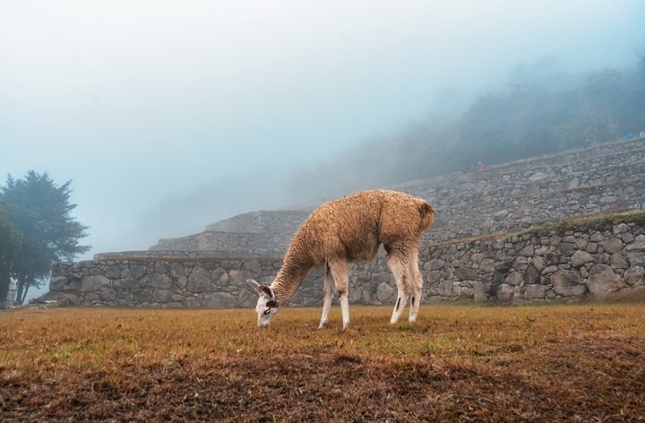 llama-in-machu-picchu-during-the-rain-season-in-the-andes