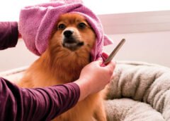 Dog Grooming
