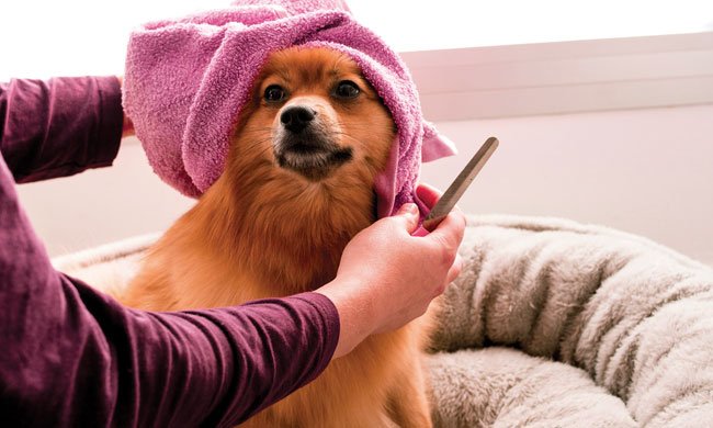 Dog Grooming