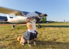 Pet Friendly Skies