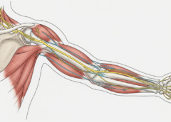 Common Causes of Arm Pain
